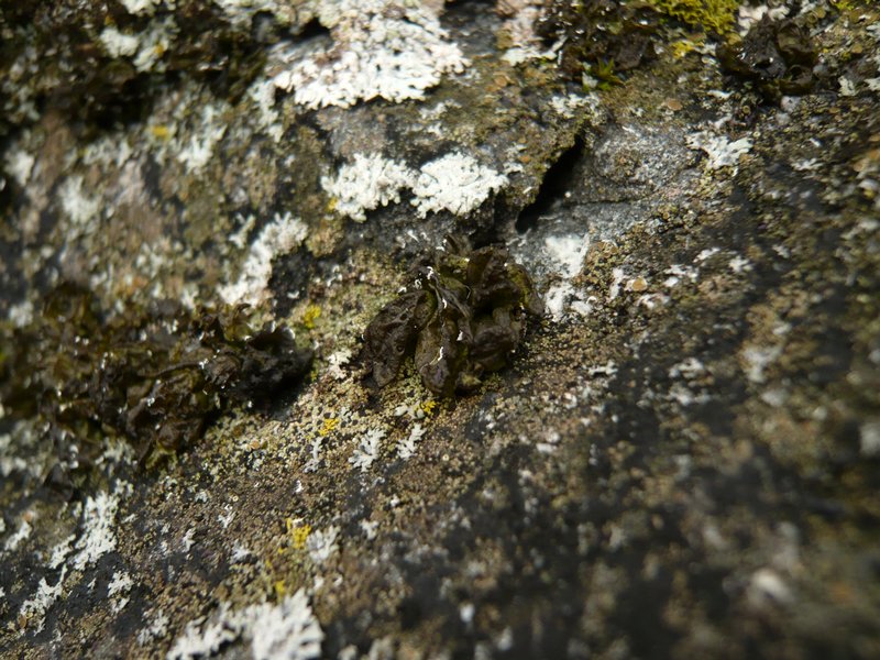 Представитель Семейства Mastodiaceae